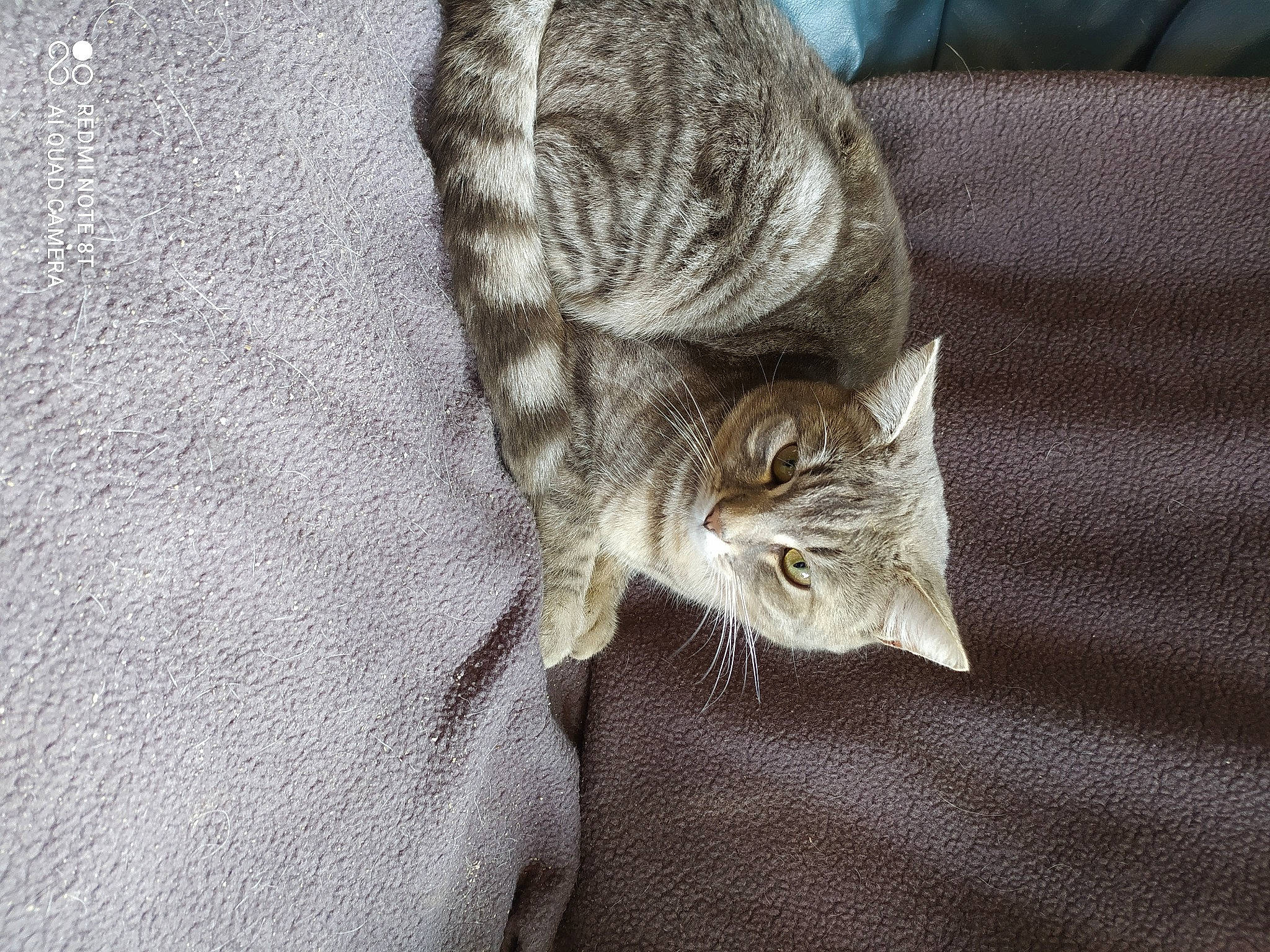 Grizou participe au concours pour gagner de l'argent avec cette photo : carnivore, cat, claw, comfort, domestic_short_haired_cat, eye, fawn, felidae, fur, grey, linens, sleeve, small_to_medium_sized_cats, snout, tail, tree, whiskers, wildlife, window, wood