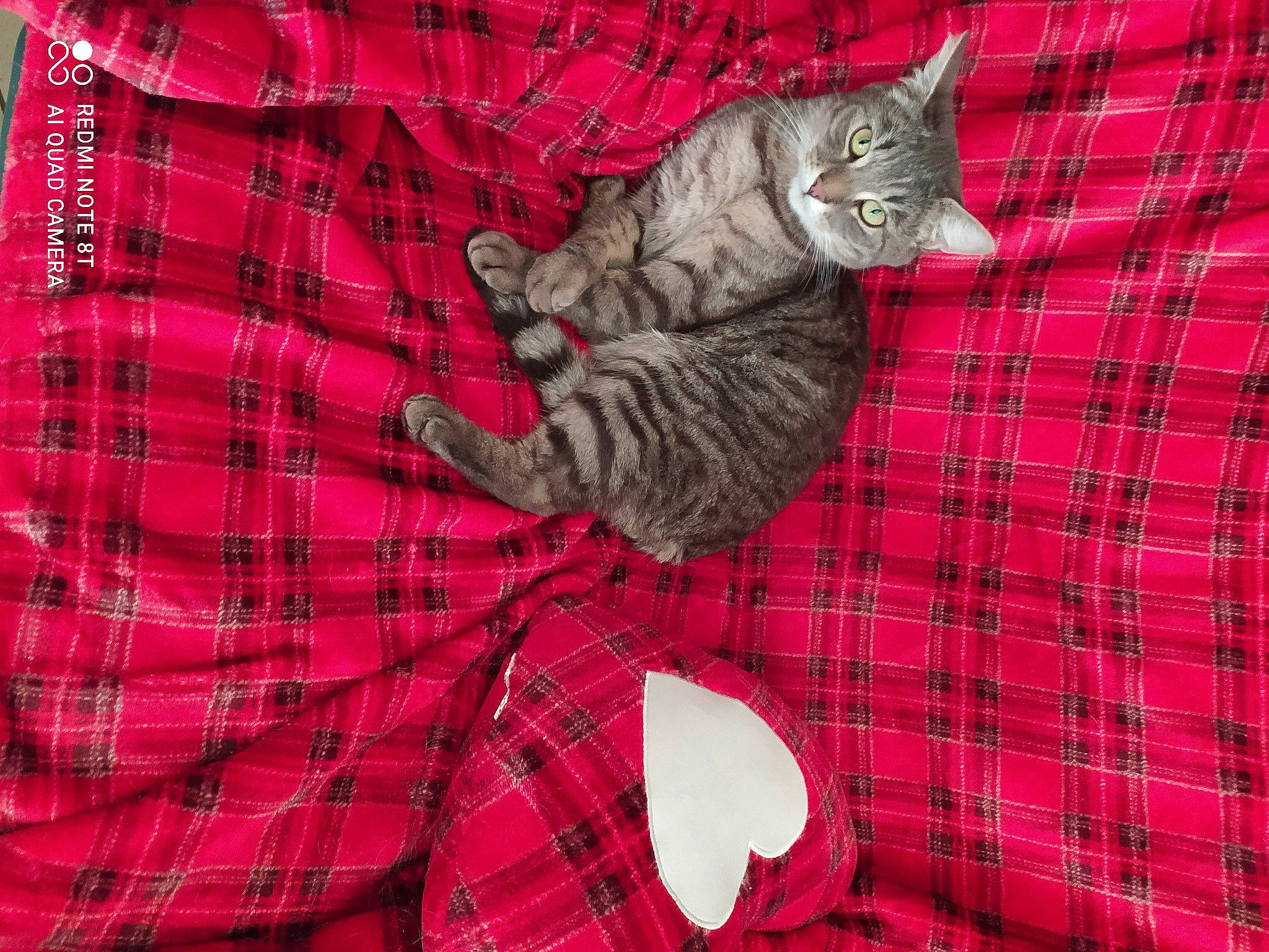 Grizou a rejoint le concours — aidez-le/la à gagner de superbes lots ! carnivore, cat, collar, comfort, domestic_short_haired_cat, fawn, felidae, fur, grey, linens, pattern, paw, plaid, red, sleeve, small_to_medium_sized_cats, tail, tartan, textile, whiskers