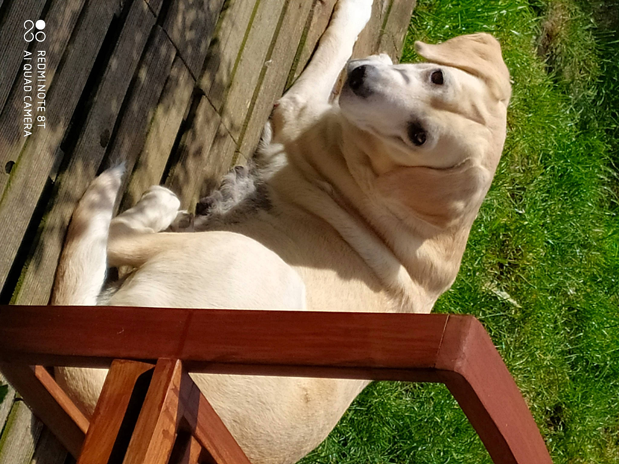Abby participe au concours pour gagner de l'argent avec cette photo : canidae, carnivore, companion_dog, dog, dog_breed, fawn, felidae, fence, grass, jaw, pet_supply, recreation, snout, sporting_group, terrestrial_animal, tire, tree, wildlife, wood, working_animal