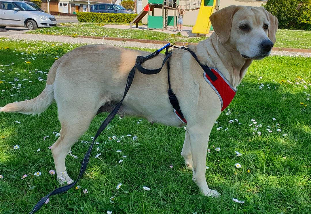 Abby participe au concours pour gagner de l'argent avec cette photo : canidae, carnivore, collar, companion_dog, dog, dog_breed, dog_collar, dog_supply, fashion_accessory, fawn, grass, leash, pet_supply, plant, snout, sporting_group, tail, vehicle, wheel, working_animal