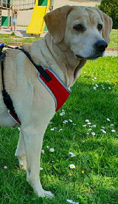 Abby participe au concours pour gagner de l'argent avec cette photo : ball, carnivore, collar, companion_dog, dog, dog_breed, dog_clothes, dog_collar, dog_supply, fawn, grass, gun_dog, leash, people_in_nature, pet_supply, plant, retriever, snout, tail, working_animal