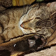 Ginger joined the competition — help win amazing prizes! cat, sleeping, paw, close_up, tabby, fur, whiskers, cozy, blanket, pet, domestic_animal, relaxing, cute, animal, mammal, indoor, resting, nap, soft, feline