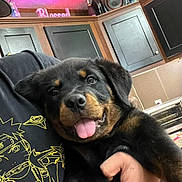 Marco joined the competition — help win amazing prizes! animal, anime_design, black_shirt, cabinets, ceiling, colorful_light, cute, dog, hand, happy, holding, home, indoor, kitchen, person, pet, playful, puppy, rottweiler, tongue_out
