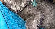Salem joined the competition — help win amazing prizes! kitten, gray_fur, sleeping, collar, tag, closeup, pet, animal, cozy, resting, cute, soft_fur, indoor, blue_fabric, paw, peaceful, domestic_cat, young_cat, nap, feline
