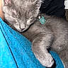 kitten, gray_fur, sleeping, collar, tag, closeup, pet, animal, cozy, resting, cute, soft_fur, indoor, blue_fabric, paw, peaceful, domestic_cat, young_cat, nap, feline