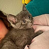 Salem joined the competition — help win amazing prizes! kitten, gray_cat, pet, indoor, close_up, furry, cute, animal, cozy, cushion, plush_toy, human_arm, soft, curious, relaxed, young_cat, domestic_cat, resting, warm, comfort