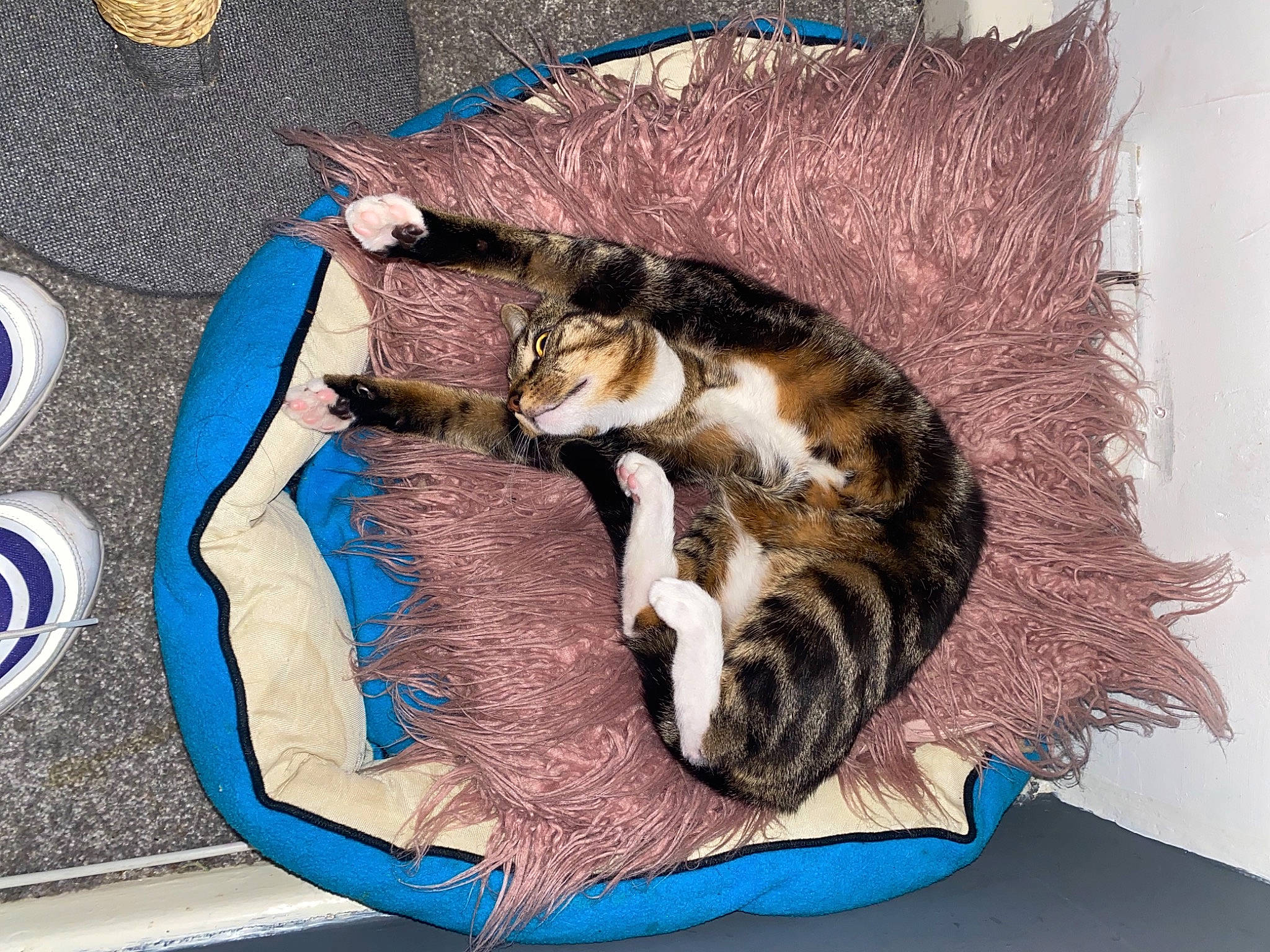 Bella is registered to the contest to win money with this photo: carnivore, cat, cat_supply, domestic_short_haired_cat, felidae, fur, home_accessories, mammal, paw, pet_supply, small_to_medium_sized_cats, tail, vertebrate, whiskers