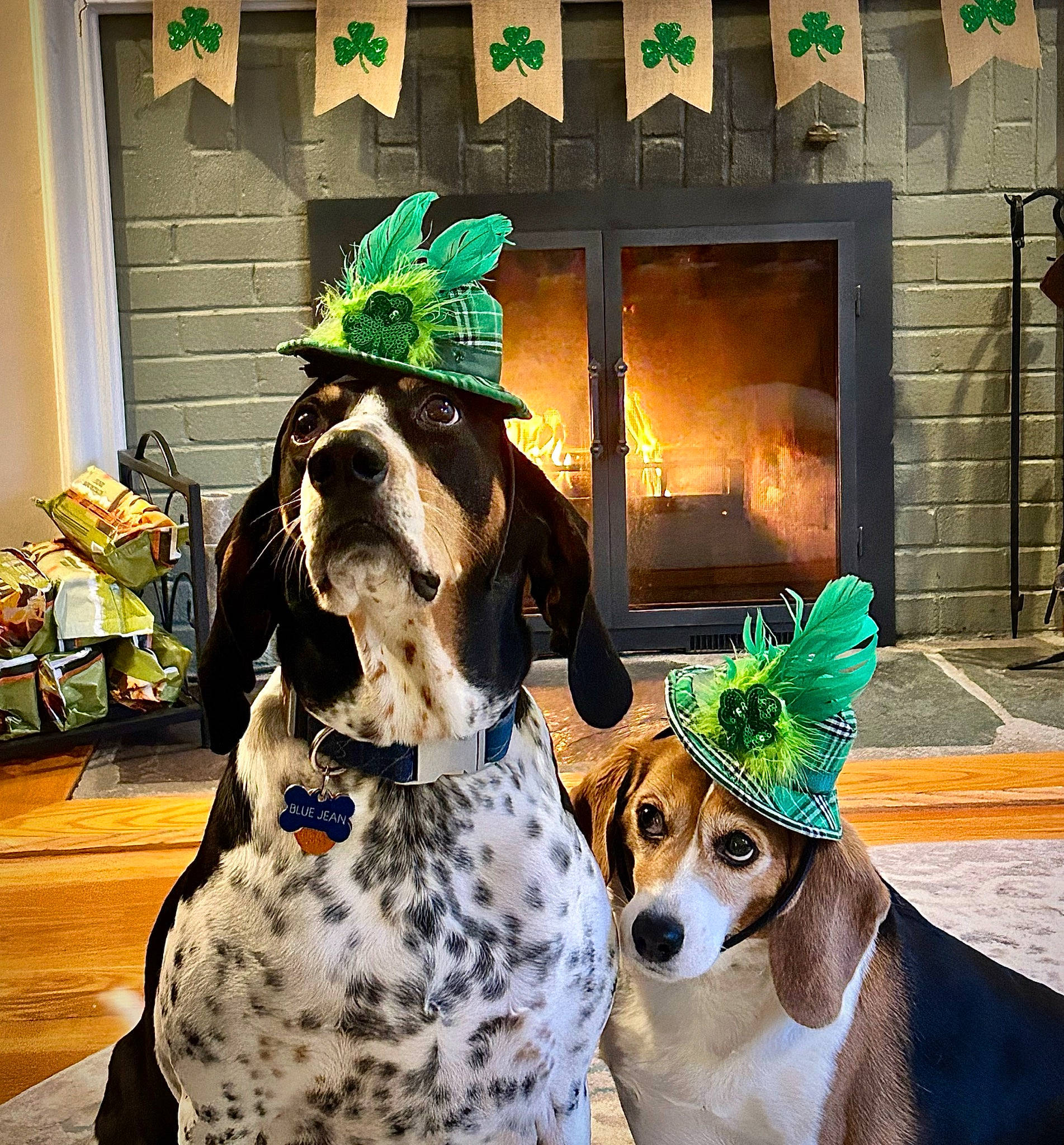 Clover is registered to the contest to win money with this photo: art, canidae, carnivore, collar, companion_dog, dog, dog_breed, dog_collar, dog_supply, event, fawn, fur, hat, hound, leash, painting, scent_hound, snout, sporting_group, working_animal