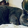 cat, gray_cat, feline, pet, indoor, resting, relaxed, soft_texture, fur, animal, cozy, home_interior, mirror, decor, sleepy, close_up, laying_down, domestic_animal, cute, whiskers