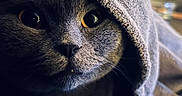 Tallinn a rejoint le concours — aidez-le/la à gagner de superbes lots ! cat, grey_cat, close_up, eyes, towel, fur, pet, animal, cozy, portrait, indoor, cute, mysterious, whiskers, face, texture, soft, domestic_cat, feline, curious
