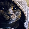 cat, grey_cat, close_up, eyes, towel, fur, pet, animal, cozy, portrait, indoor, cute, mysterious, whiskers, face, texture, soft, domestic_cat, feline, curious