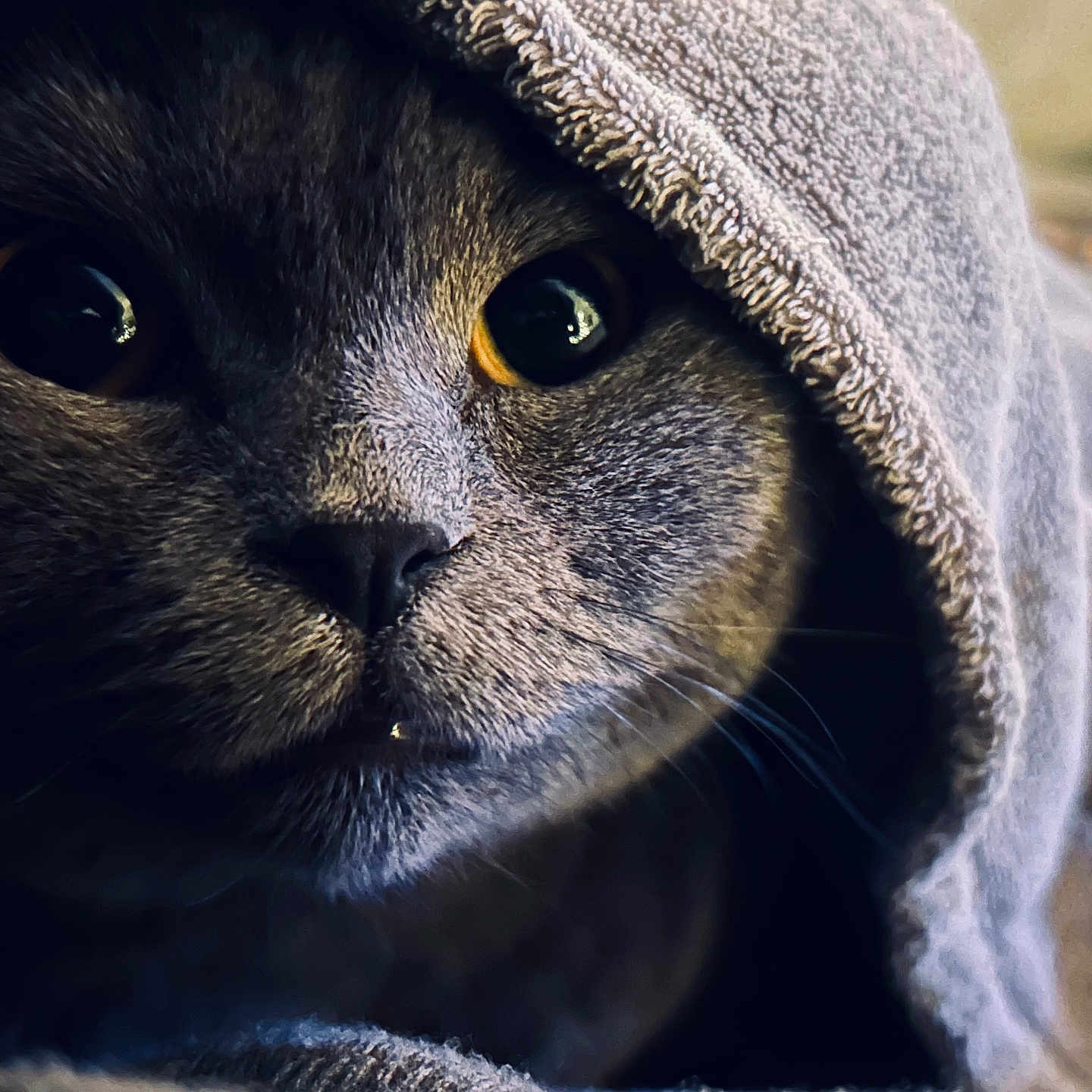Tallinn a rejoint le concours — aidez-le/la à gagner de superbes lots ! cat, grey_cat, close_up, eyes, towel, fur, pet, animal, cozy, portrait, indoor, cute, mysterious, whiskers, face, texture, soft, domestic_cat, feline, curious
