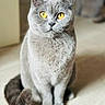 Tallinn participe au concours pour gagner de l'argent avec cette photo : cat, grey_cat, yellow_eyes, pet, animal, indoor, sitting, fur, curled_tail, whiskers, close_up, portrait, domestic_cat, feline, soft_light, floor, focused, cute, alert, house_pet