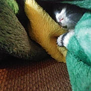 Bhoots joined the competition — help win amazing prizes! abyssinian, animal, beak, bed, bedroom, bird, blanket, canine, cat, couch, dog, furniture, homedecor, kitten, manx, person, pet, puppy, quilt, sleeping