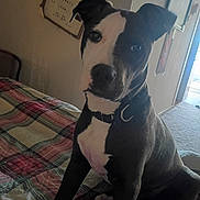 Runt is registered to the contest to win money with this photo: animal, bed, black_and_white, canine, carpet, collar, curious, dog, domestic, fur, furniture, hallway, indoors, pet, picture_frame, plaid, portrait, room, sitting, wall