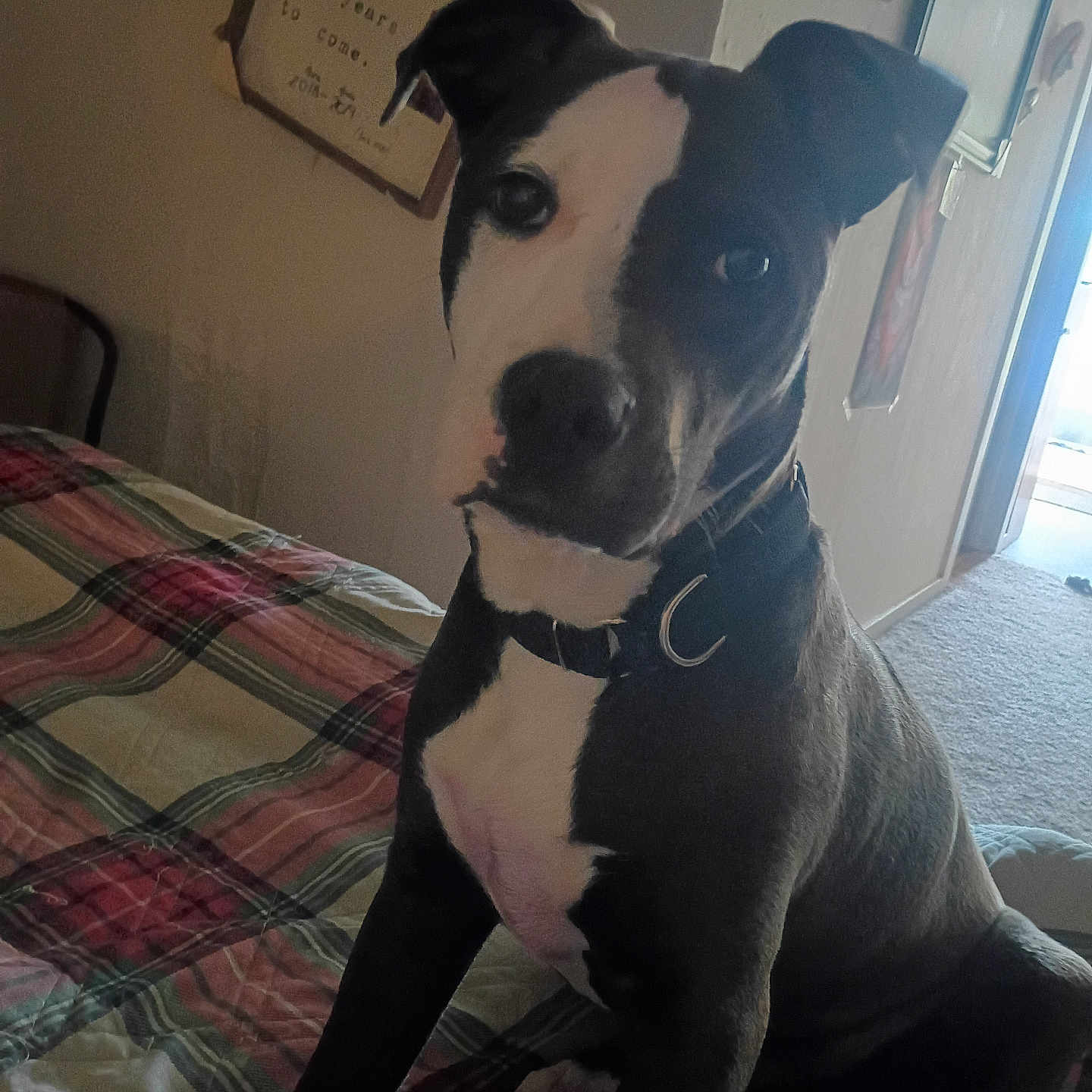 Runt is registered to the contest to win money with this photo: animal, bed, black_and_white, canine, carpet, collar, curious, dog, domestic, fur, furniture, hallway, indoors, pet, picture_frame, plaid, portrait, room, sitting, wall