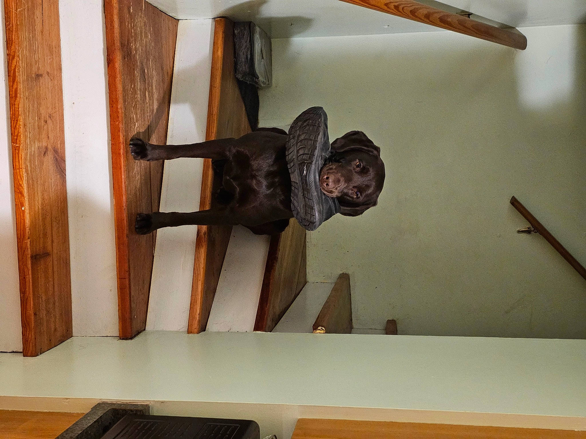 Reba joined the competition — help win amazing prizes! art, flooring, hardwood, hat, metal, plank, plywood, room, sculpture, shelf, stairs, varnish, visual_arts, wood, wood_stain