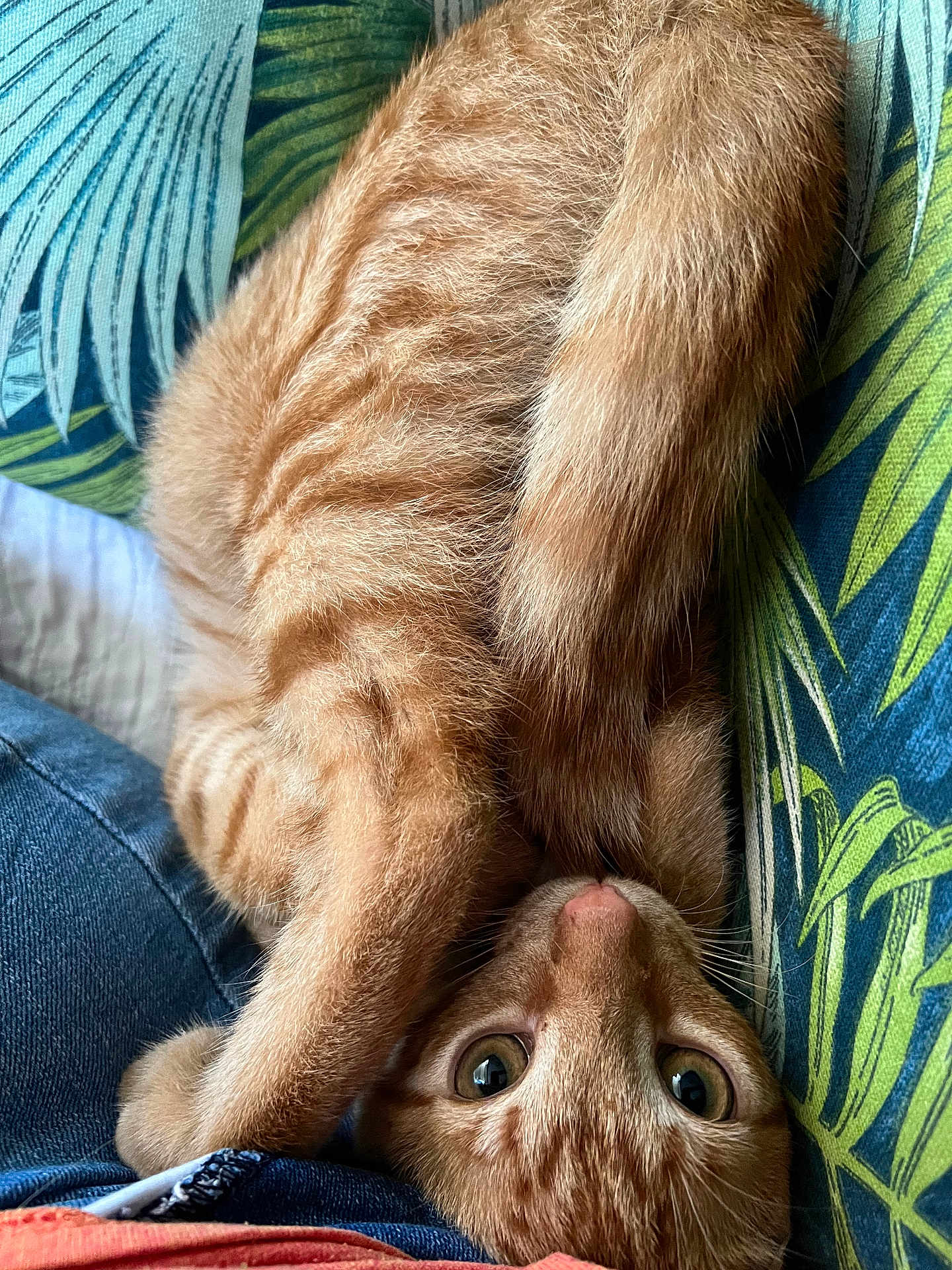 Mango