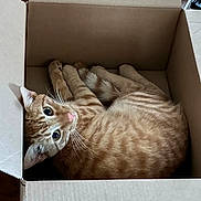 Mango joined the competition — help win amazing prizes! animal, cardboard_box, cat, closeup, cozy, curious, cute, domestic_animal, eyes, feline, fur, indoor, looking_up, orange_tabby, paws, pet, playful, relaxed, striped, whiskers