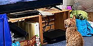 Mango is registered to the contest to win money with this photo: animal, blue_carpet, cable, carpet, cat, clutter, decorative_sign, floor, horseback_riders, household_items, indoor, laundry, living_room, orange_tabby, pet, screen, stove, television, watching, wooden_furniture