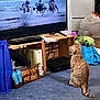Mango joined the competition — help win amazing prizes! animal, blue_carpet, cable, carpet, cat, clutter, decorative_sign, floor, horseback_riders, household_items, indoor, laundry, living_room, orange_tabby, pet, screen, stove, television, watching, wooden_furniture