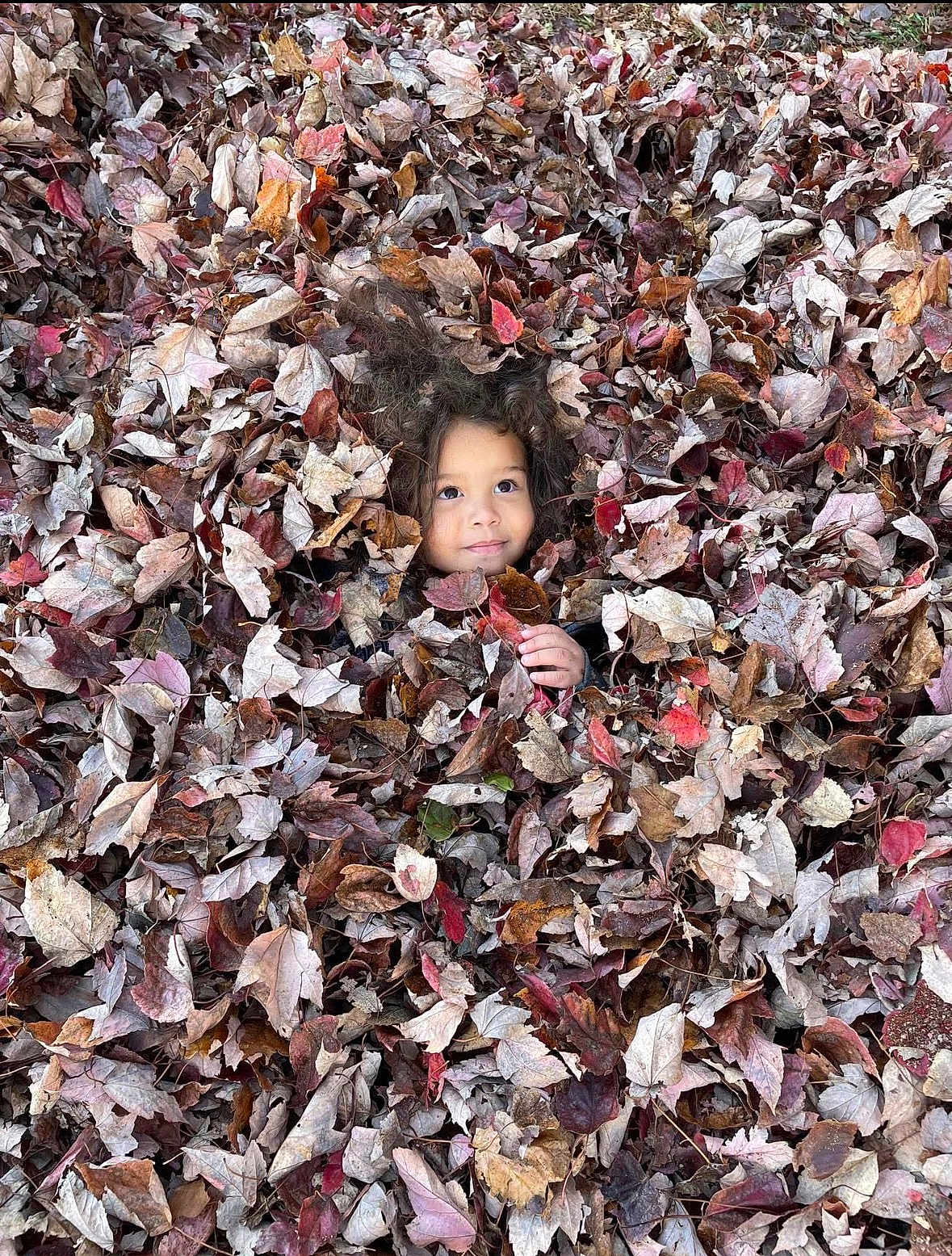 Kayson joined the competition — help win amazing prizes! child, face, leaves, autumn, fall, outdoor, nature, curly_hair, playful, camouflage, seasonal, brown, red, orange, tree, foliage, cute, smiling, young, park