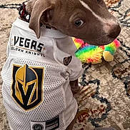 Mollie Mae is registered to the contest to win money with this photo: puppy, dog, pet, vegas_golden_knights, jersey, carpet, toy, plush, colorful, blanket, indoor, curious, brown_dog, small_dog, looking_back, cute, animal, young_dog, floor, domestic_animal