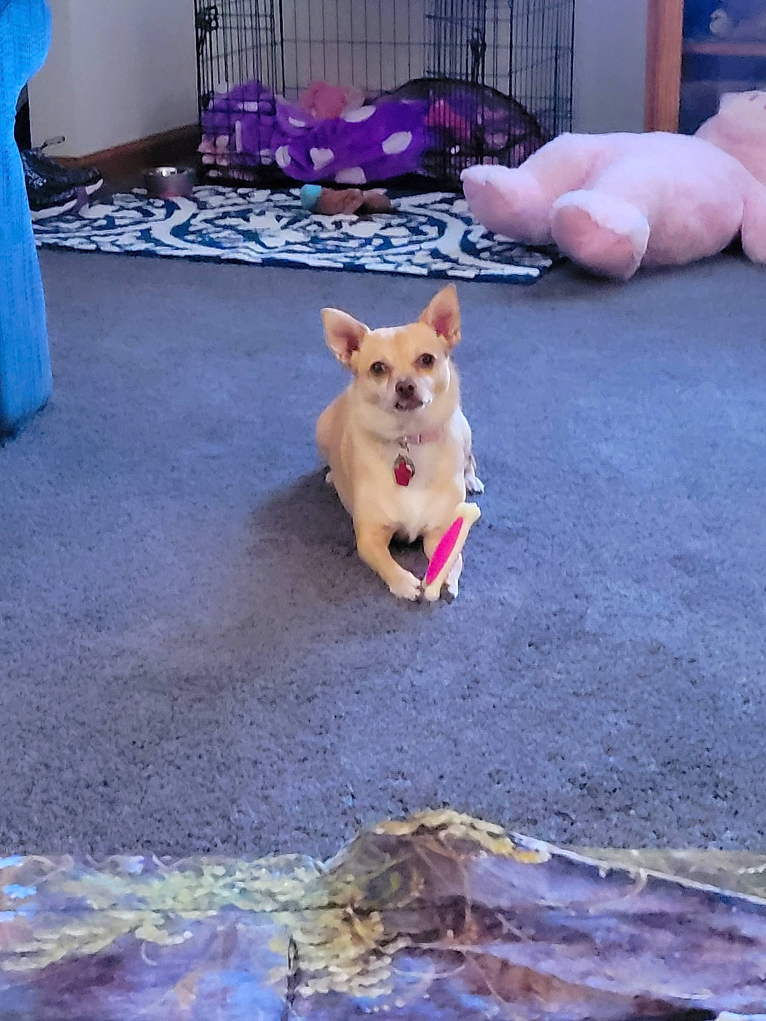 Harmony joined the competition — help win amazing prizes! asphalt, blue, carnivore, collar, companion_dog, dog, dog_breed, dog_clothes, dog_collar, dog_supply, fawn, floor, flooring, leash, road_surface, sidewalk, snout, tail, toy_dog, wood