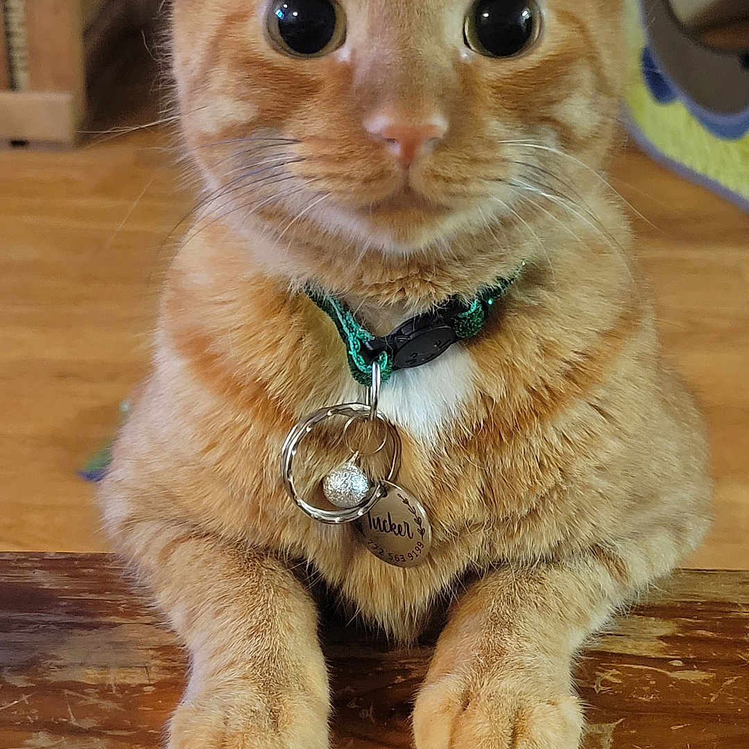 Tucker is registered to the contest to win money with this photo: abyssinian, accessories, animal, cat, collar, hardwood, indoors, interiordesign, jewelry, kitten, leash, manx, necklace, pet, plywood, shelf, sphere, stainedwood, strap, wood