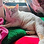 blanket, cat, cozy, cushion, domestic_cat, feline, fur, green, indoor, paw, pet, pink, relaxed, resting, sleeping, soft_texture, sunlight, whiskers, white_cat, window