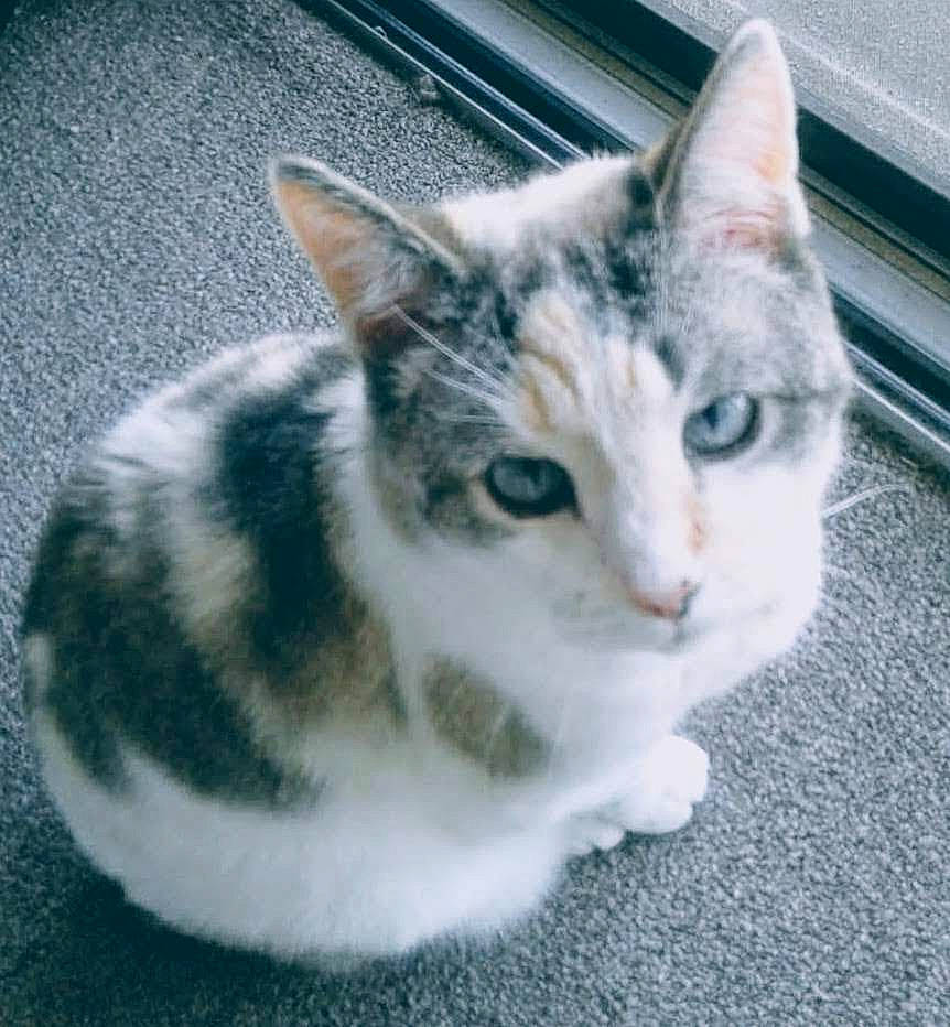 Carly is registered to the contest to win money with this photo: aegean_cat, american_shorthair, american_wirehair, asian, carnivore, cat, domestic_short_haired_cat, ear, european_shorthair, eye, felidae, fur, kitten, mammal, polydactyl_cat, small_to_medium_sized_cats, snout, tabby_cat, tail, whiskers