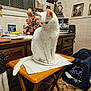 Marshmellow joined the competition — help win amazing prizes! cat, white_cat, indoor, table, paper_plate, flower_arrangement, vintage_room, photographs, wooden_furniture, radio, carpet, curtains, decor, pet, curious, sitting, cozy, household, portrait, animal