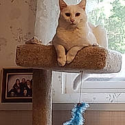 Marshmellow joined the competition — help win amazing prizes! cat, cat_tree, white_cat, window, curtains, feather_toy, indoor, furniture, pet, animal, resting, cozy, home, wallpaper, photograph, portrait, calm, feline, domestic_animal, toy