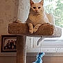 cat, cat_tree, white_cat, window, curtains, feather_toy, indoor, furniture, pet, animal, resting, cozy, home, wallpaper, photograph, portrait, calm, feline, domestic_animal, toy