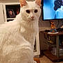 Marshmellow is registered to the contest to win money with this photo: white_cat, cat, pet, animal, table, living_room, furniture, television, family_photos, decorations, wooden_table, fluffy_fur, indoors, cozy, portrait, sitting, home, knick_knacks, calm, pristine