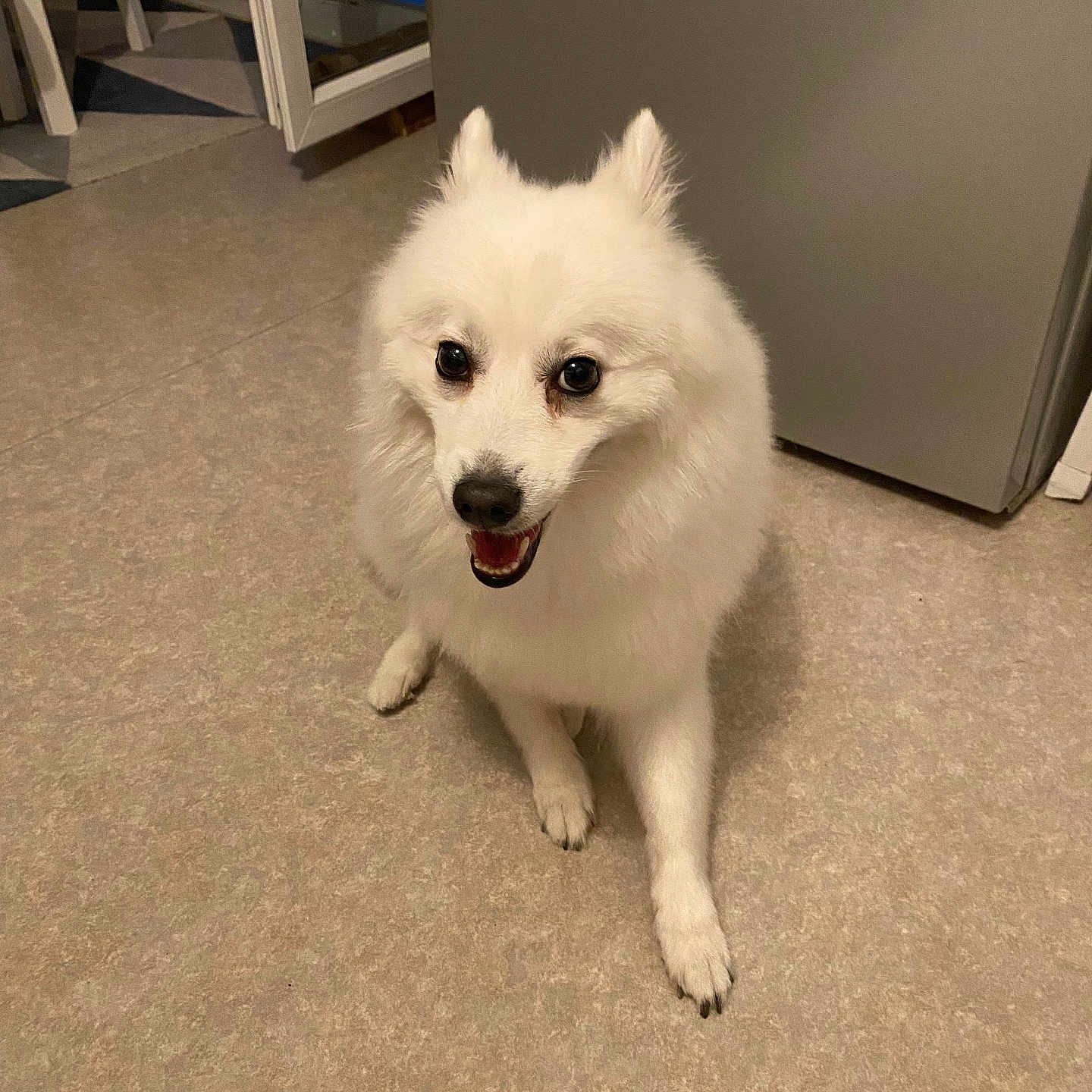 Yuki participe au concours pour gagner de l'argent avec cette photo : animal, canine, companion, cute, dog, domestic_animal, floor, fluffy, friendly, fur, happy, home, indoor, kitchen, looking_up, pet, sitting, small_dog, smiling, white_dog
