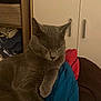 cat, gray_cat, sleeping, indoor, furniture, cabinet, clothing, blue_cloth, red_cloth, brown_basket, pet, animal, cozy, resting, feline, whiskers, ears, paw, soft_light, home