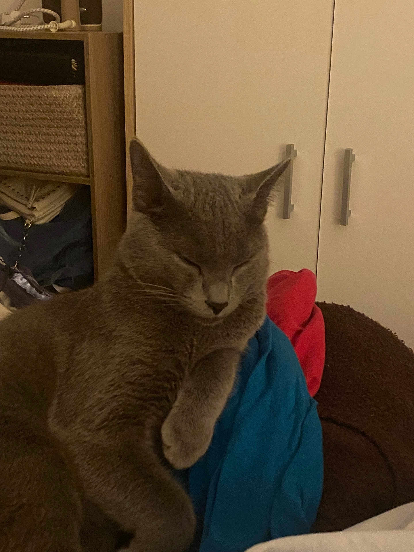Hazel participe au concours pour gagner de l'argent avec cette photo : cat, gray_cat, sleeping, indoor, furniture, cabinet, clothing, blue_cloth, red_cloth, brown_basket, pet, animal, cozy, resting, feline, whiskers, ears, paw, soft_light, home