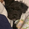 Frankie is registered to the contest to win money with this photo: dog, puppy, black_fur, close_up, pet, cute, fluffy, blanket, pillow, cozy, indoor, animal, face, fur, resting, snug, young, portrait, sleepy, curious