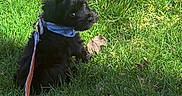 Frankie joined the competition — help win amazing prizes! animal, bandana, canine, curious, cute, dog, fluffy, grass, greenery, leash, nature, outdoor, pet, playful, puppy, shadow, sitting, summer, sunlight, young