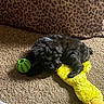puppy, dog, black_fur, carpet, toy, plush_toy, yellow, green, ball, leopard_print, blanket, indoor, pet, cute, animal, resting, cozy, fur, playful, small_dog