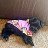 dog, black_dog, small_dog, pink_shirt, pineapple_pattern, carpet, indoor, pet, resting, cute, fur, animal, cozy, looking, canine, domestic_animal, fabric, couch, home, relaxed