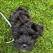 Frankie is registered to the contest to win money with this photo: adorable, animal, black_fur, cute, dog, eyes, fluffy, fur, grass, leash, looking_up, nature, nose, outdoor, pet, playful, puppy, small_dog, summer, young