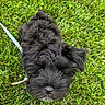 adorable, animal, black_fur, cute, dog, eyes, fluffy, fur, grass, leash, looking_up, nature, nose, outdoor, pet, playful, puppy, small_dog, summer, young