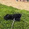 Frankie is registered to the contest to win money with this photo: animal, black_fur, canine, cute, daytime, dog, fur, grass, greenery, leash, nature, outdoor, park, person_feet, pet, playground, puppy, resting, small_dog, summer