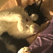Sebastian joined the competition — help win amazing prizes! cat, sleeping, black_and_white, paw, blanket, cozy, indoor, pet, fur, relaxing, cute, animal, domestic, whiskers, resting, soft, closeup, warm, comfort, nap