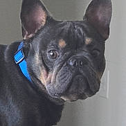 Isaiah joined the competition — help win amazing prizes! dog, french_bulldog, pet, blue_collar, indoor, curious, face, ears, table, candle, glass, wall, light_switch, animal, canine, domestic_animal, looking, standing, household, closeup