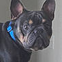 dog, french_bulldog, pet, blue_collar, indoor, curious, face, ears, table, candle, glass, wall, light_switch, animal, canine, domestic_animal, looking, standing, household, closeup