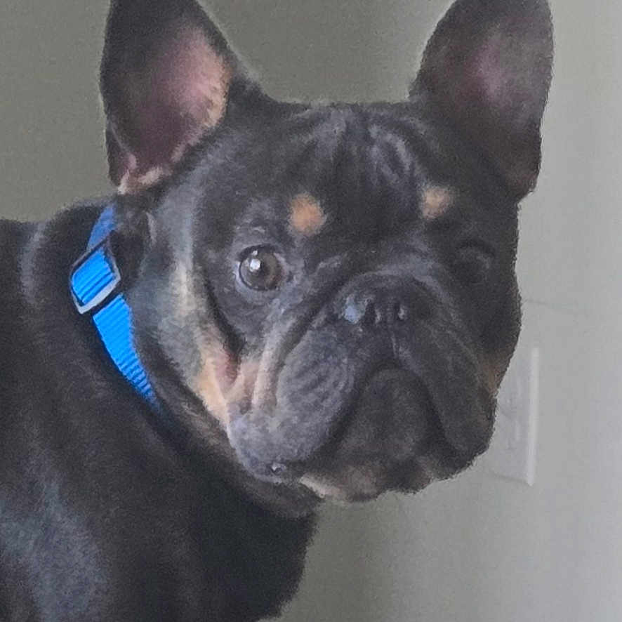 Isaiah joined the competition — help win amazing prizes! animal, blue_collar, candle, canine, closeup, curious, dog, domestic_animal, ears, face, french_bulldog, glass, household, indoor, light_switch, looking, pet, standing, table, wall