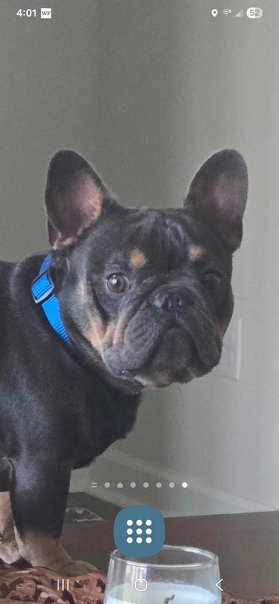 Isaiah joined the competition — help win amazing prizes! dog, french_bulldog, pet, blue_collar, indoor, curious, face, ears, table, candle, glass, wall, light_switch, animal, canine, domestic_animal, looking, standing, household, closeup